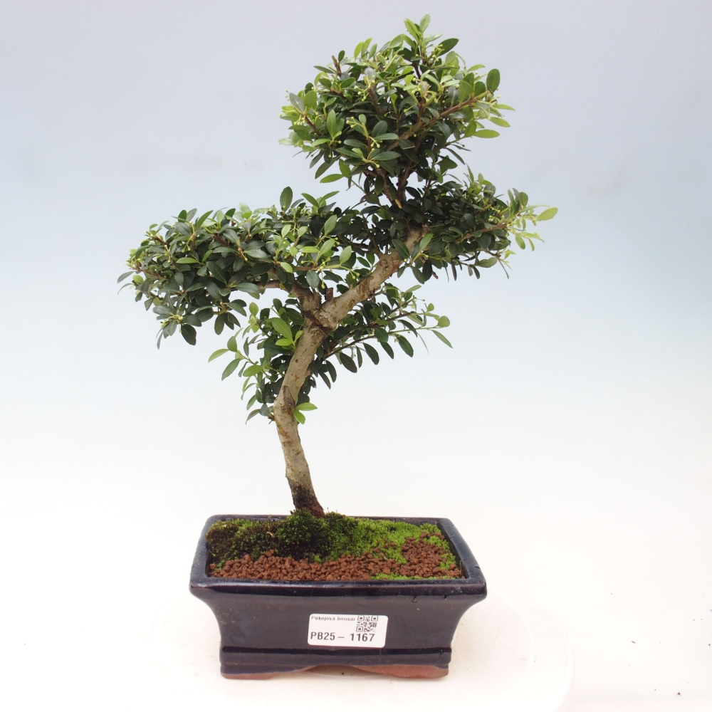 Zimmerbonsai - Ilex crenata - Holly