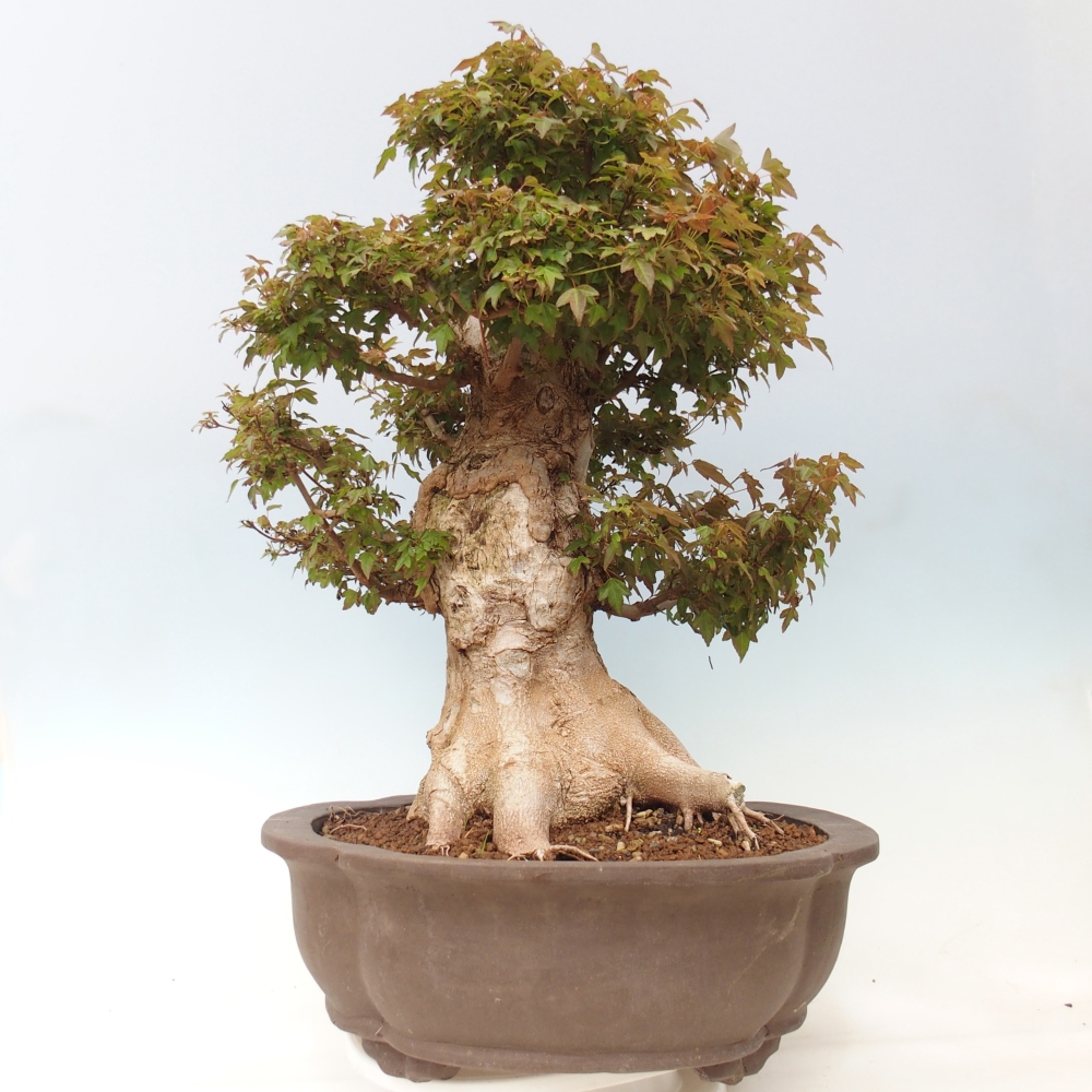 Bonsai für draußen - Acer Buergerianum - Bergahorn
