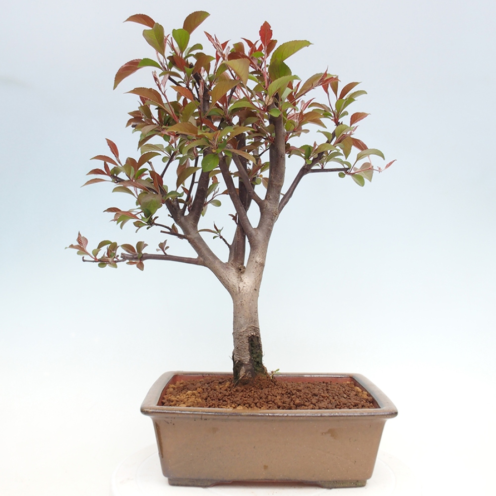 Freilandbonsai - Malus Domestica - Kleinfruchtiger rotblättriger Apfelbaum