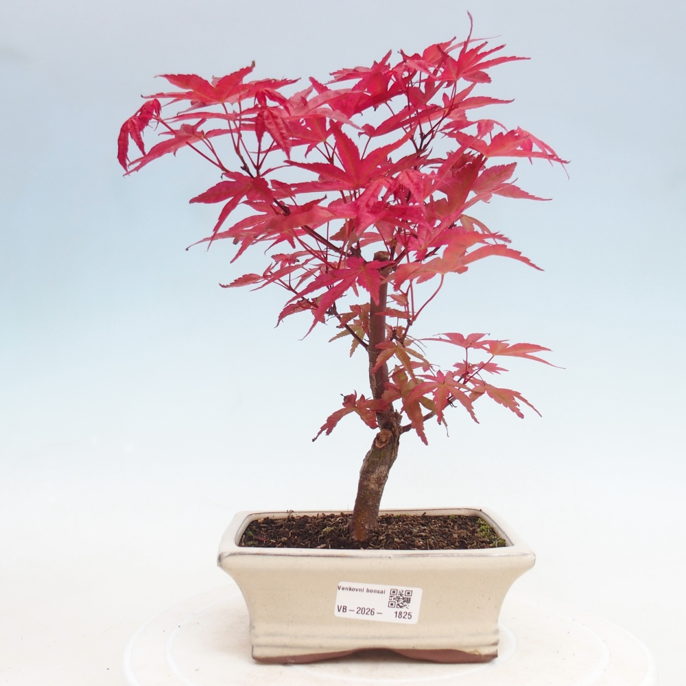 Bonsai für draußen - Acer palmatum DESHOJO