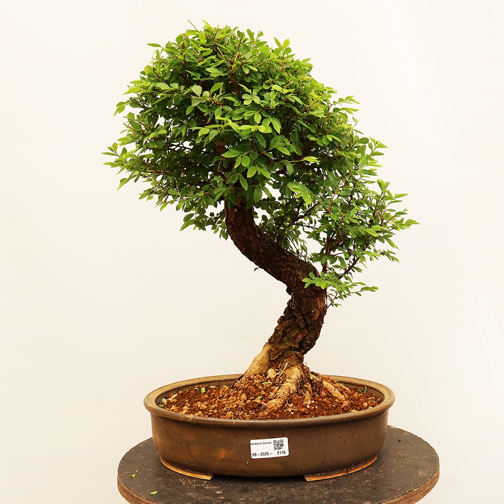 Bonsai im Freien - Zelkova - Zelkova NIRE