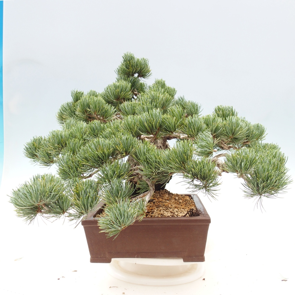 Bonsai im Freien - Pinus parviflora - kleine Kiefer