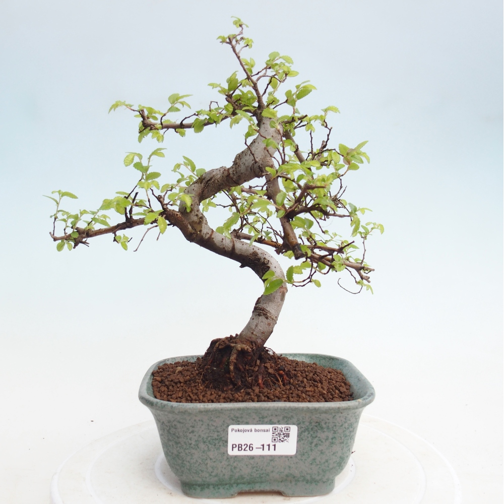 Zimmerbonsai - Ulmus parvifolia - Kleinblättrige Ulme