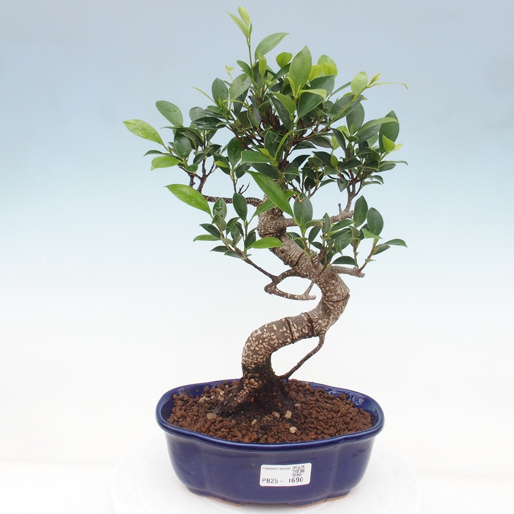 Indoor-Bonsai - Ficus retusa - kleiner Ficus