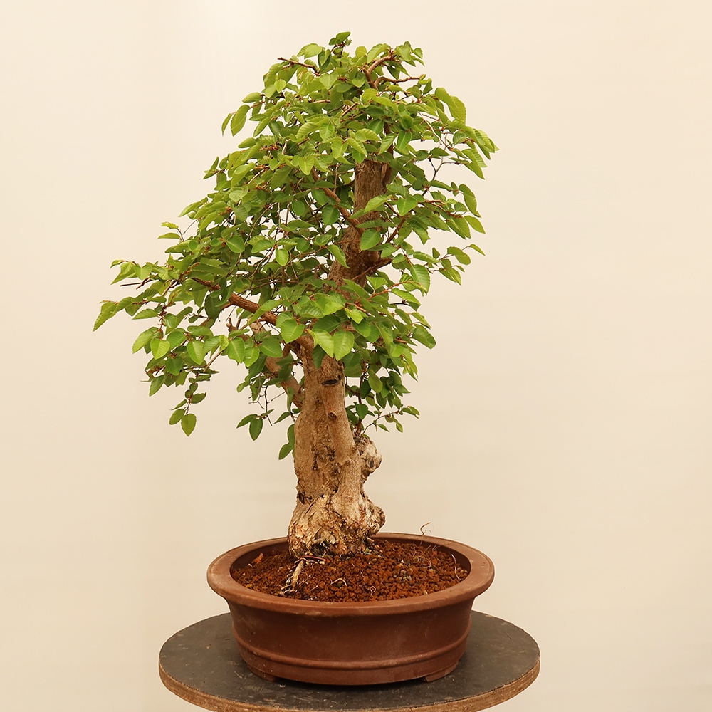 Bonsai im Freien - Carpinus Coreana - Koreanische Hainbuche