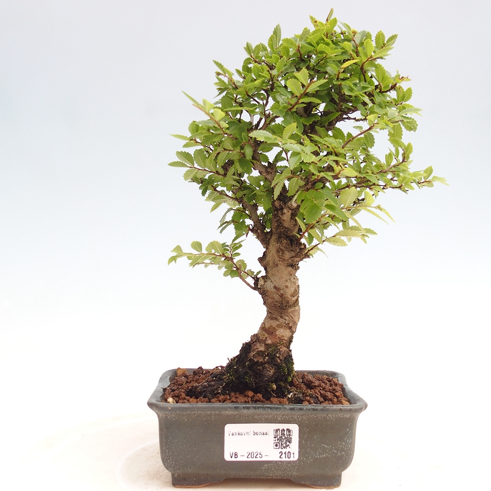 Bonsai im Freien - Zelkova - Zelkova NIRE