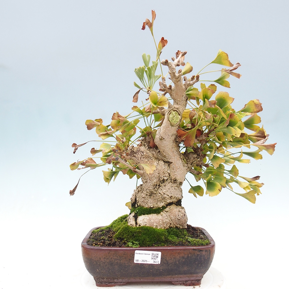 Bonsai im Freien - Ginkgo biloba