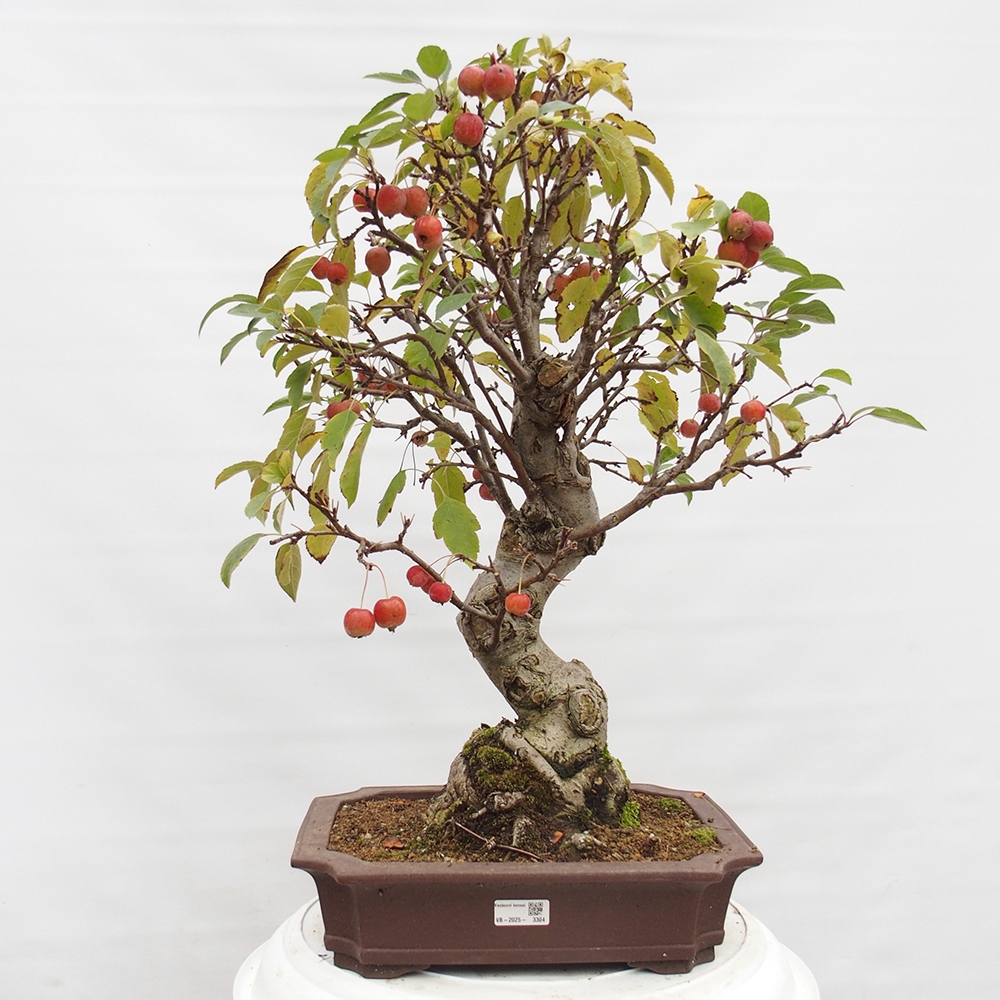 Bonsai im Freien - Malus halliana - Kleinfruchtiger Apfelbaum