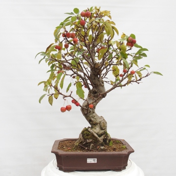 Bonsai im Freien - Malus halliana - Kleinfruchtiger Apfelbaum - e-bonsai.de