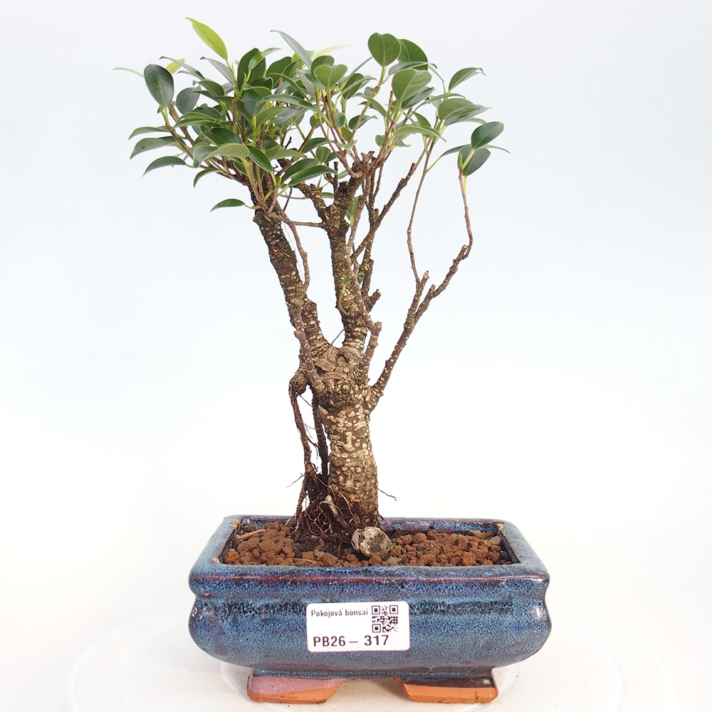 Zimmerbonsai - Ficus retusa - Kleinblättriger Ficus