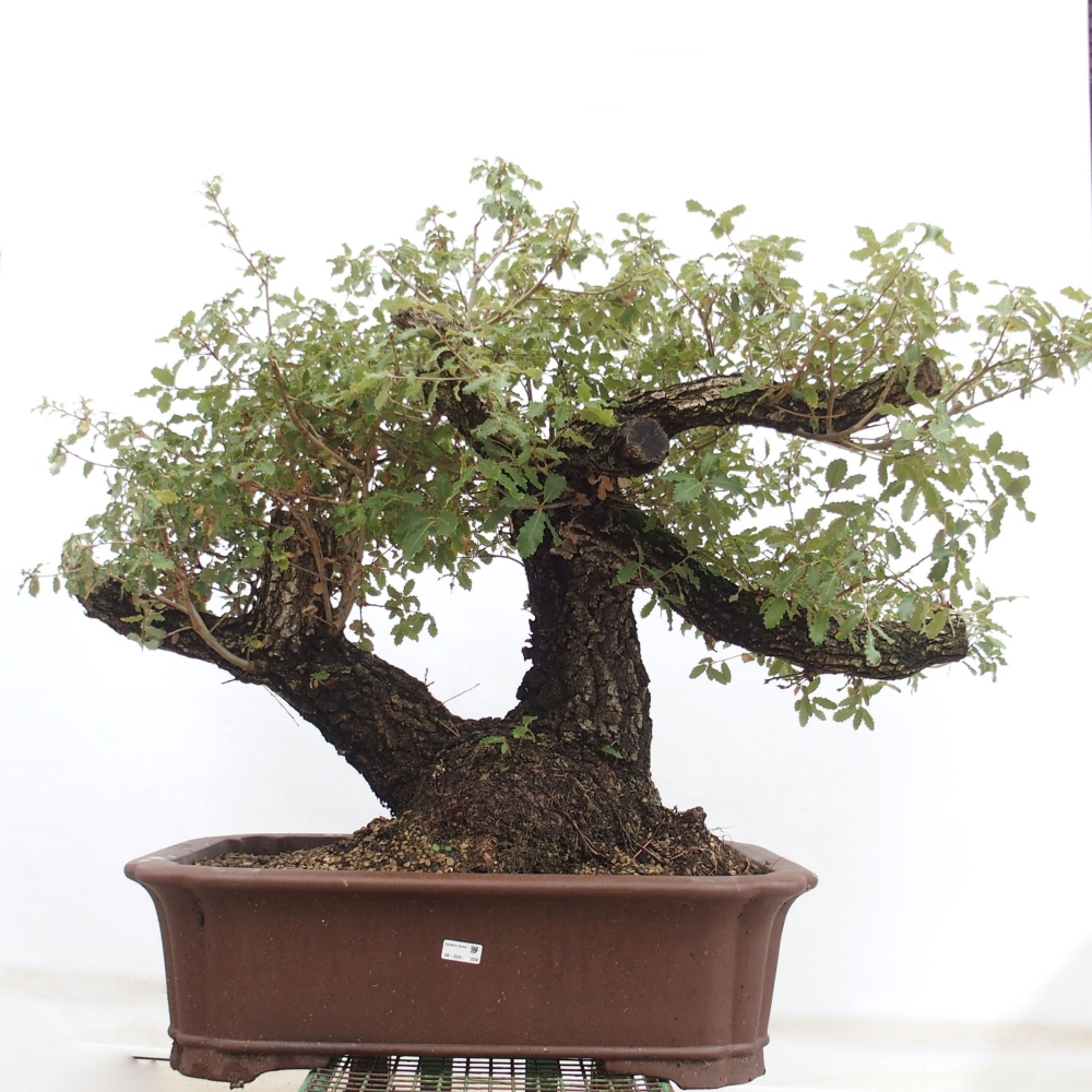 Yamadori - Quercus Ilex - Steineiche