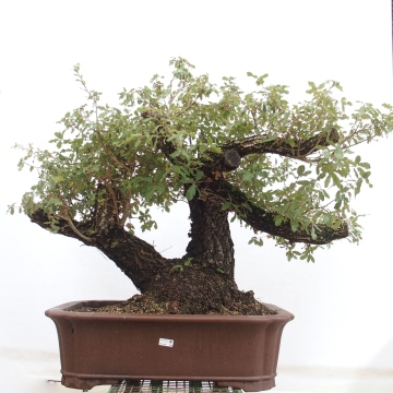 Korkeiche - e-bonsai.de