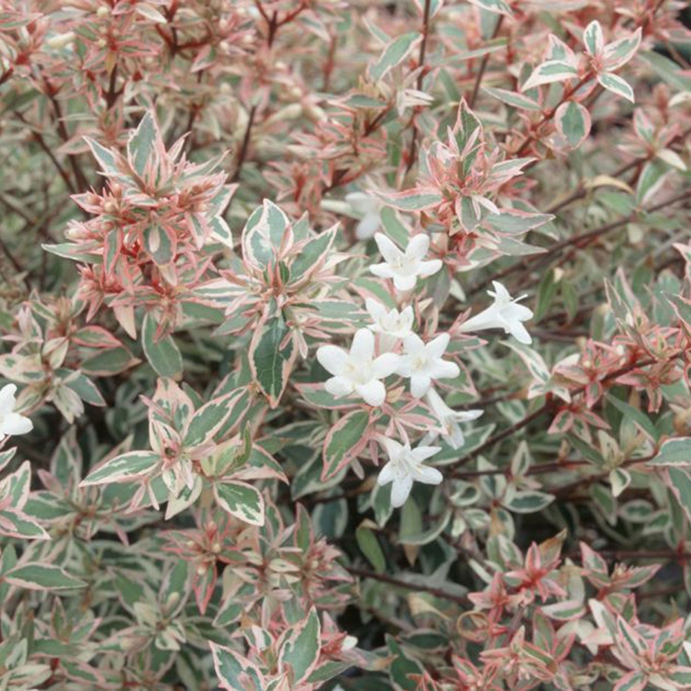 Bonsai für den Außenbereich – Abelia gr. Confetti – Großblütige Abelie