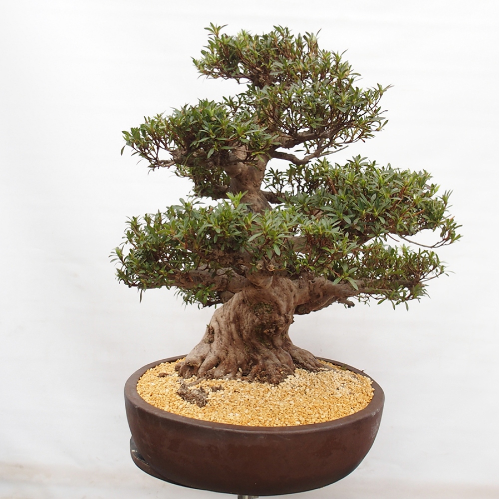 Bonsai im Freien - Japanische Azalee - Azalea Satsuki