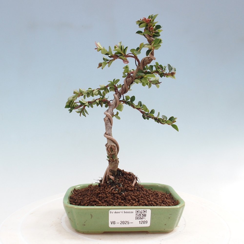 Bonsai im Freien - Cotoneaster horizontalis - Felsenbaum