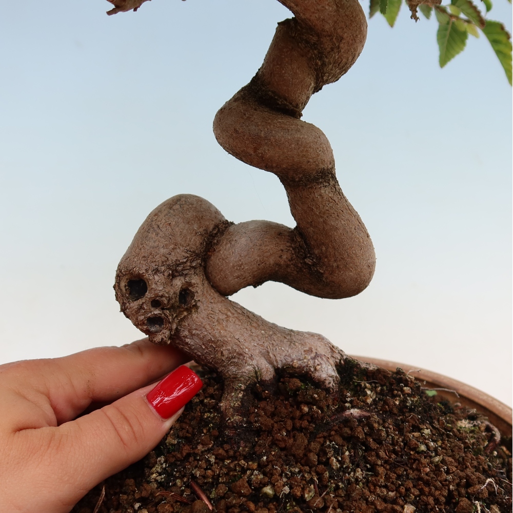 Bonsai für draußen - Karpinus Coreana - Koreanische Hainbuche