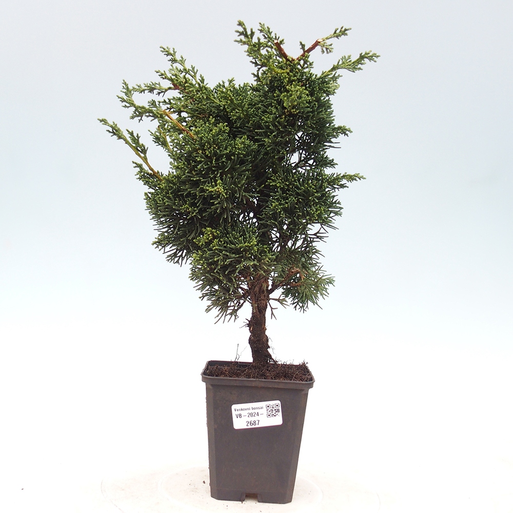 Outdoor-Bonsai - Juniperus chinensis Kishu - Chinesischer Wacholder