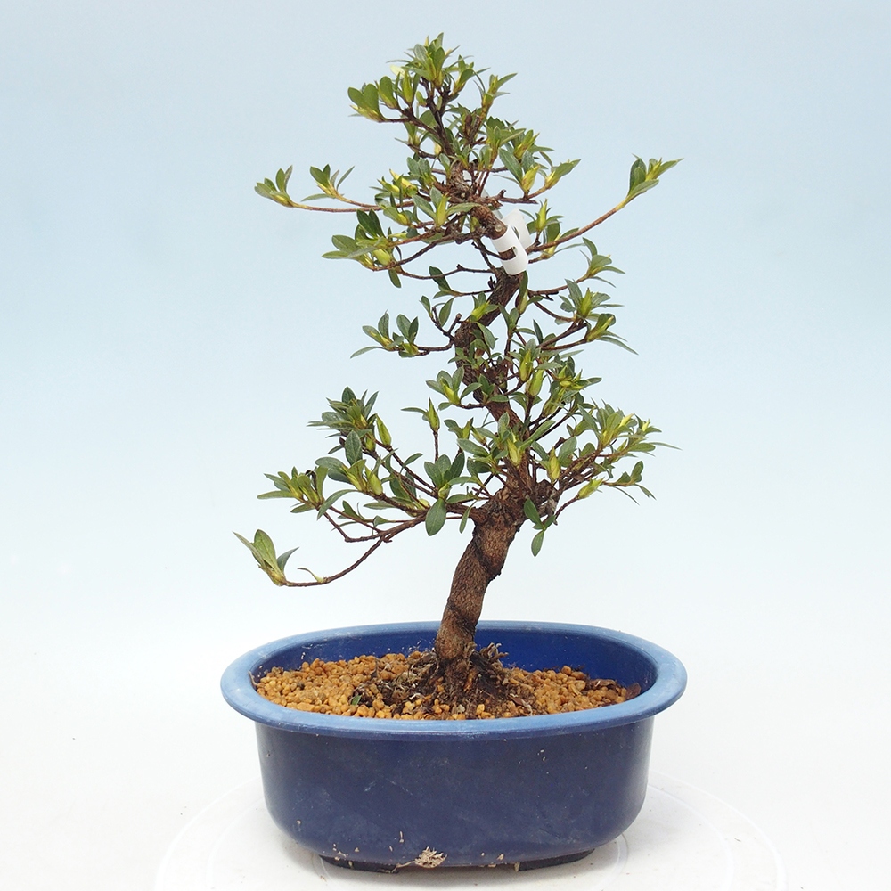 Bonsai für draußen - Japanische Azalee - Azalee Hand