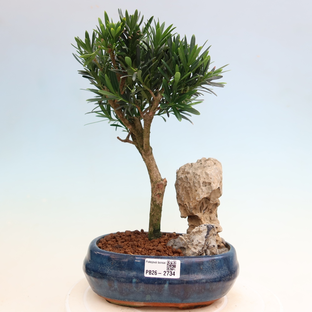 Zimmerbonsai - Podocarpus - Stein-Eibe
