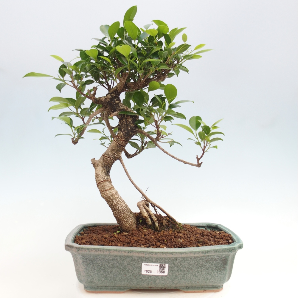Zimmerbonsai - Ficus kimmen - kleinblättriger Ficus