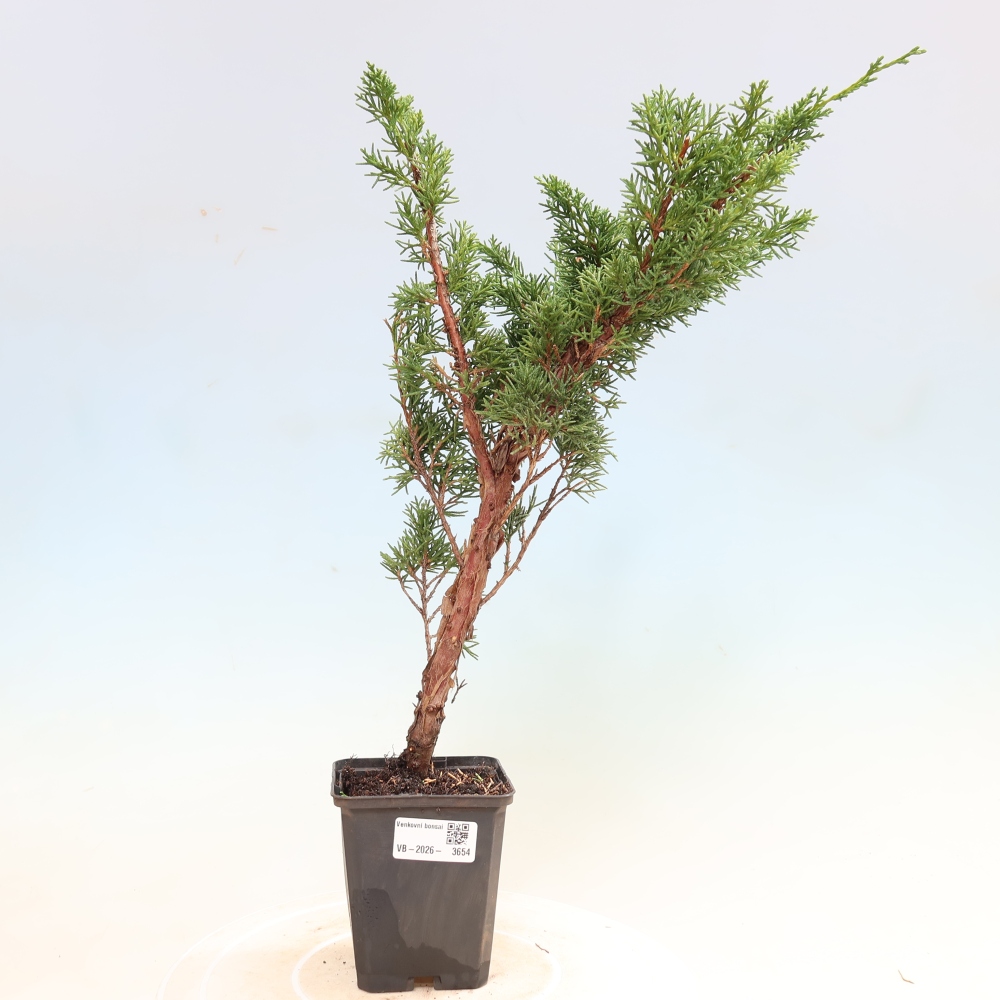Bonsai für draußen - Juniperus chinensis Kishu