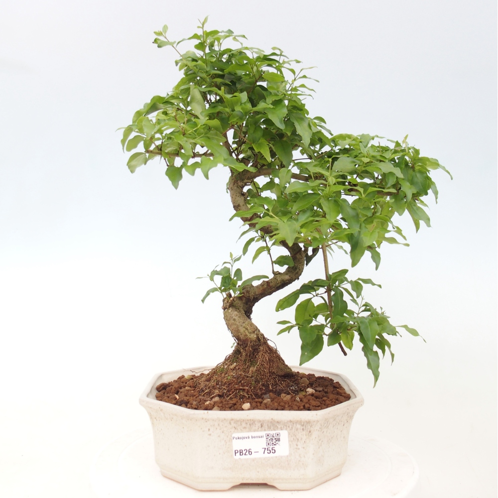Indoor Bonsai -Ligustrum chinensis - Vogelschnabel