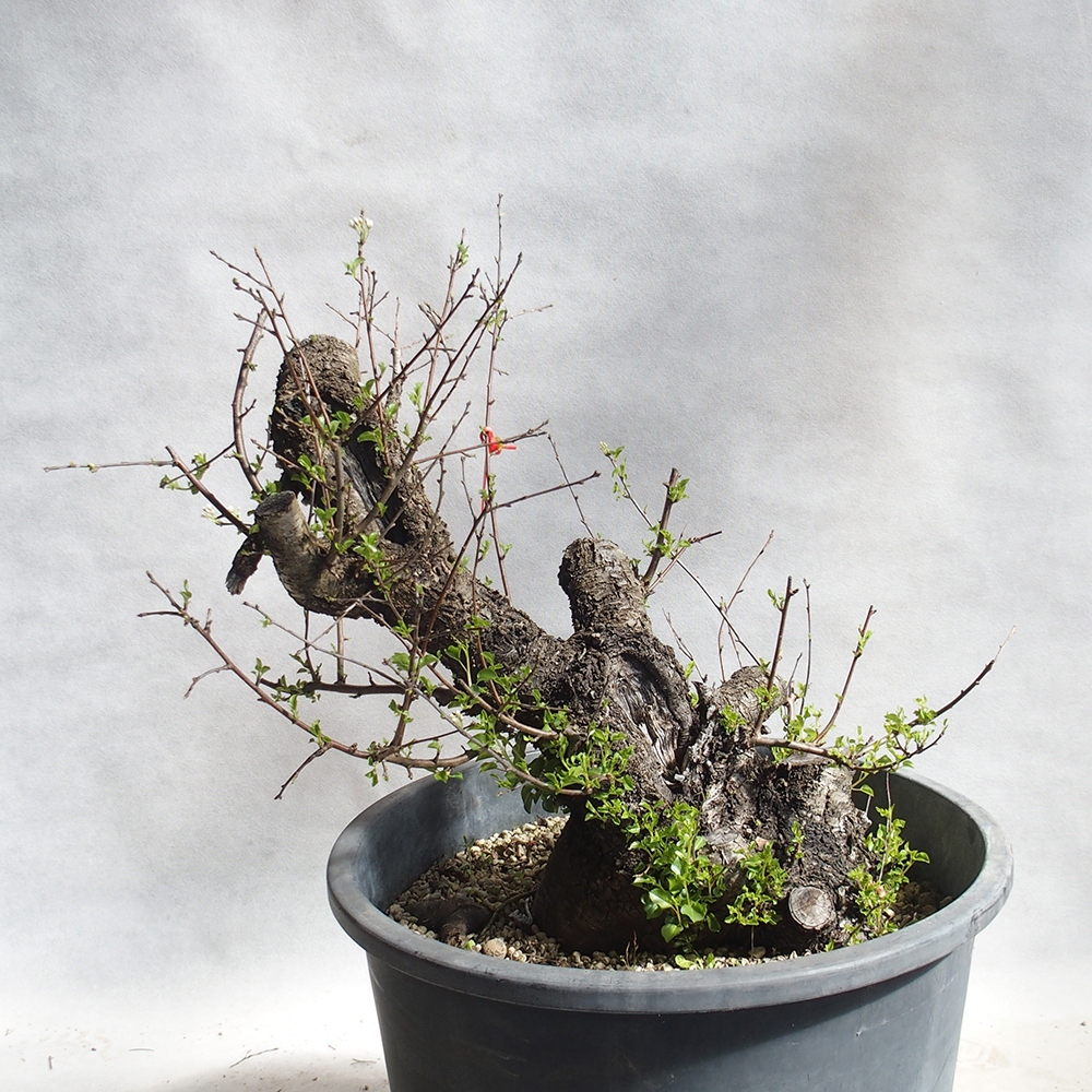 Outdoor Bonsai -Mahalebka - Prunus Mahaleb