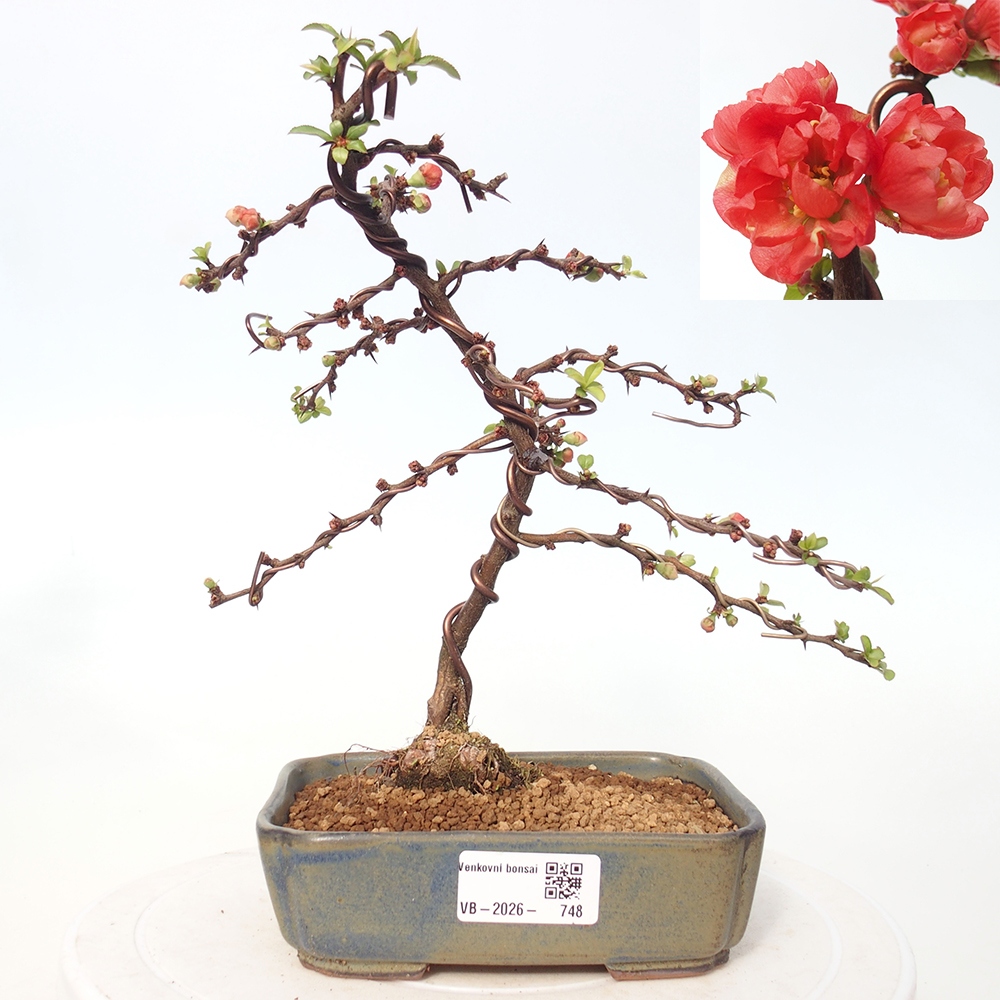 Bonsai für draußen - Chaneomeles s. Red Joy - Quitte