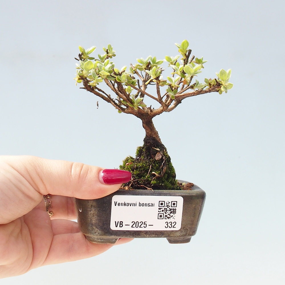Outdoor-Bonsai - Rododendron indicum - Japanische Azalee