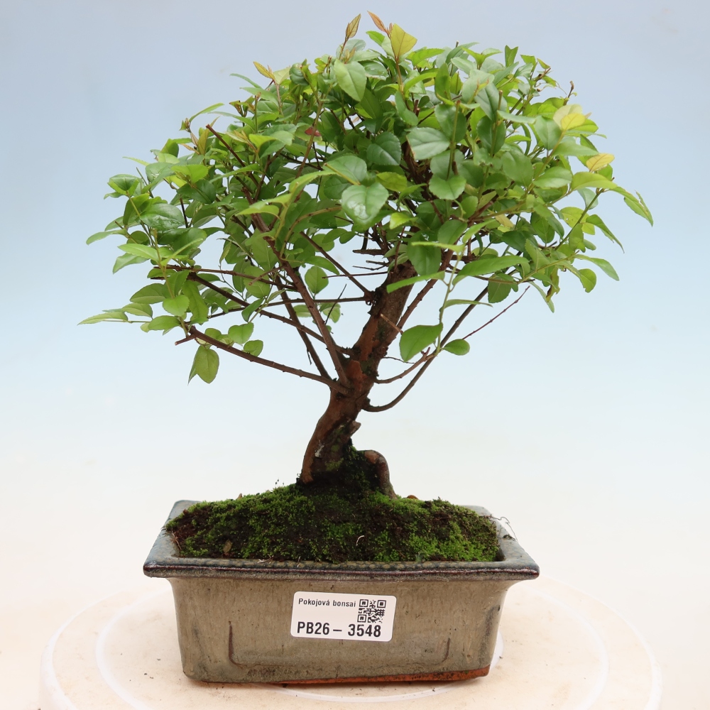 Zimmer Bonsai - Sageretia thea - Sageretia thea