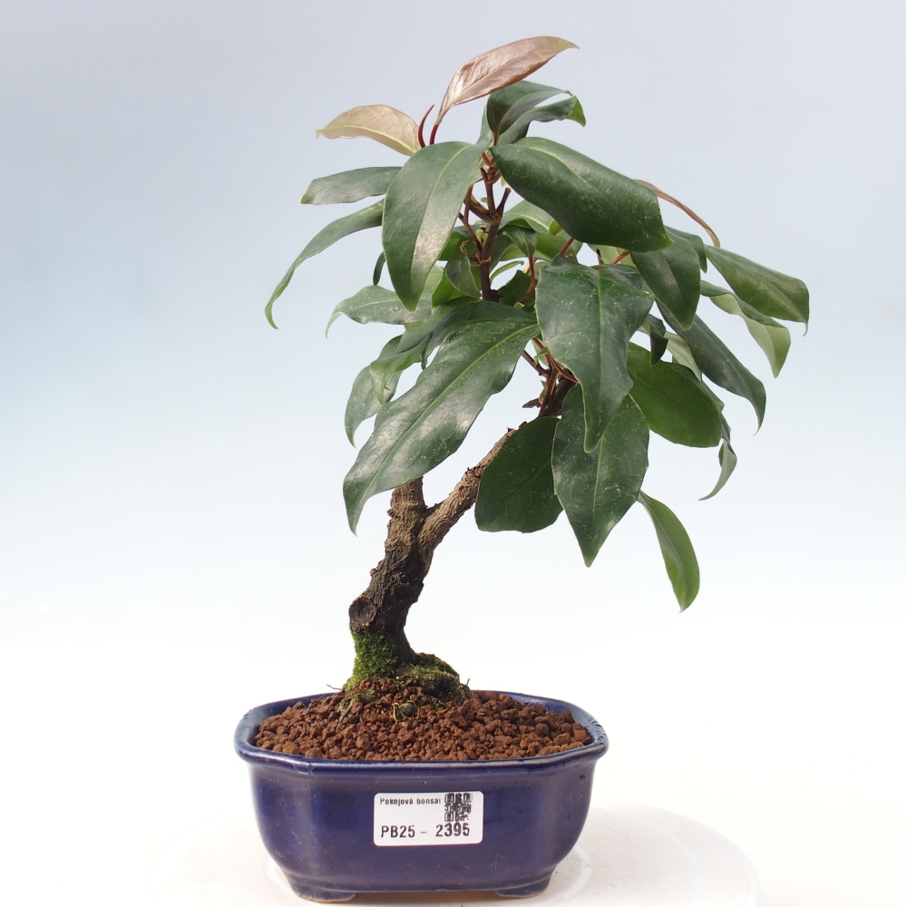 Indoor bonsai -Kadsura japonica 