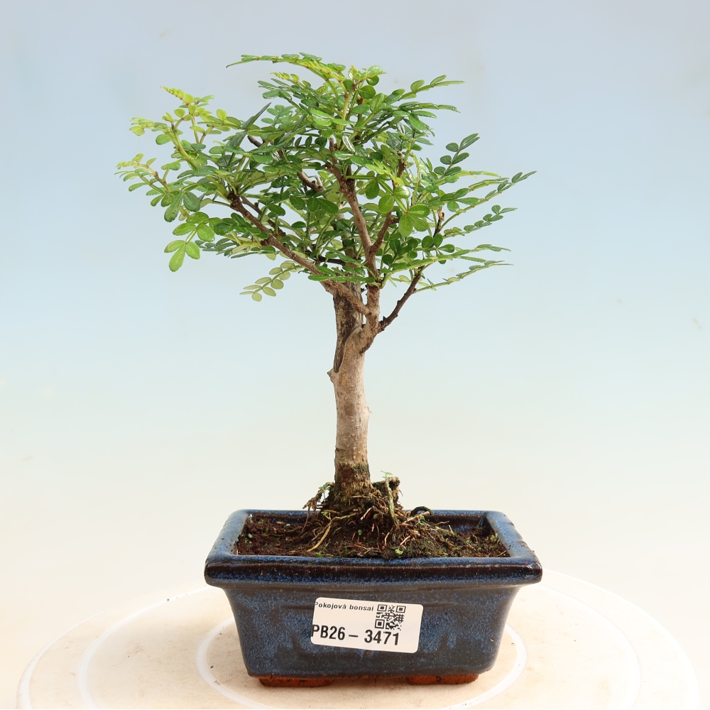 Zimmer Bonsai - Zantoxylum piperitum - Pfefferbaum