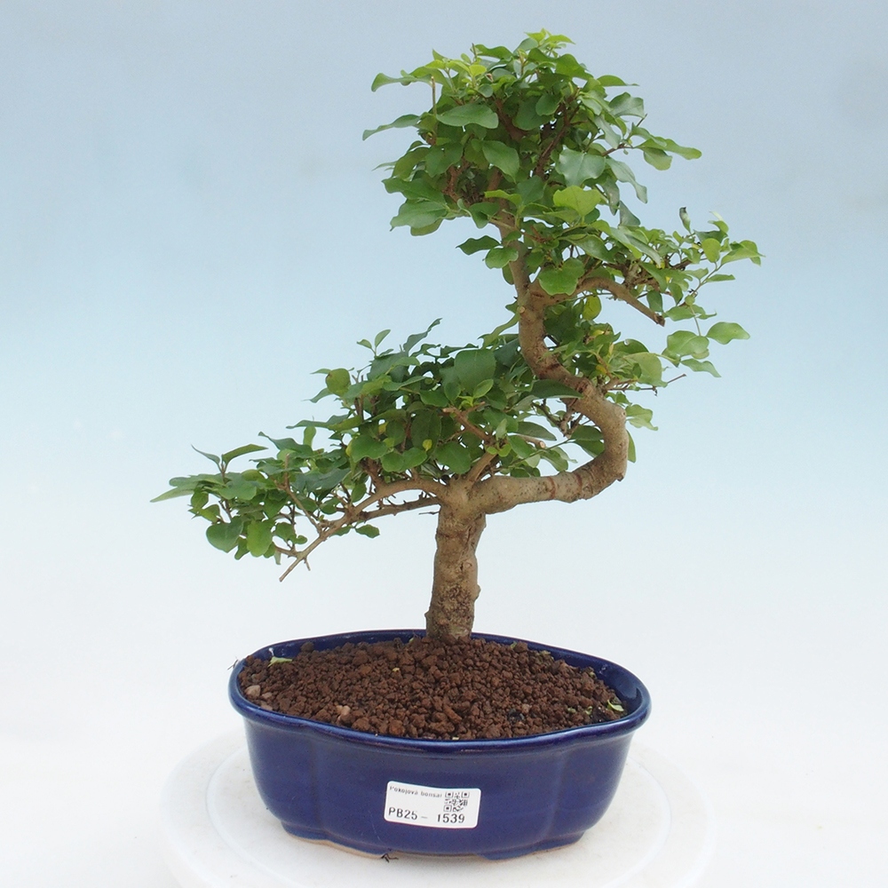 Indoor Bonsai -Ligustrum chinensis - Vogelschnabel