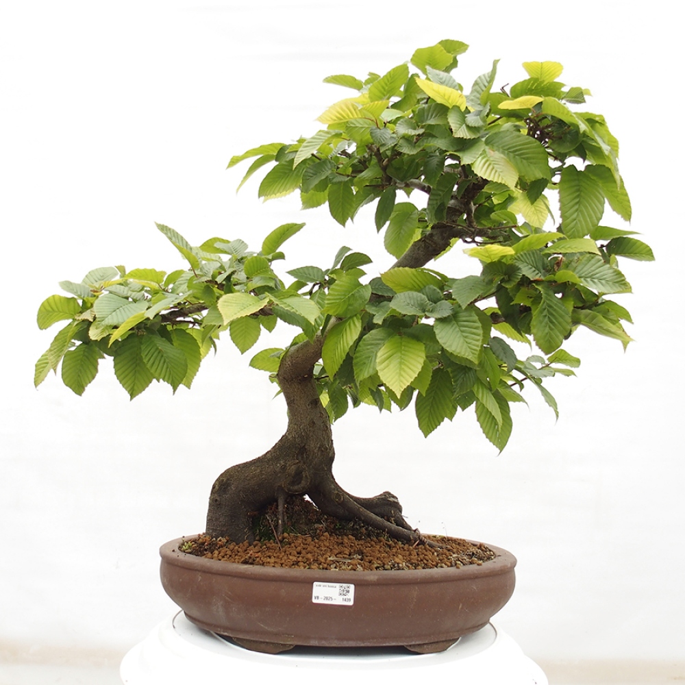 Bonsai im Freien - Hainbuche - Carpinus betulus