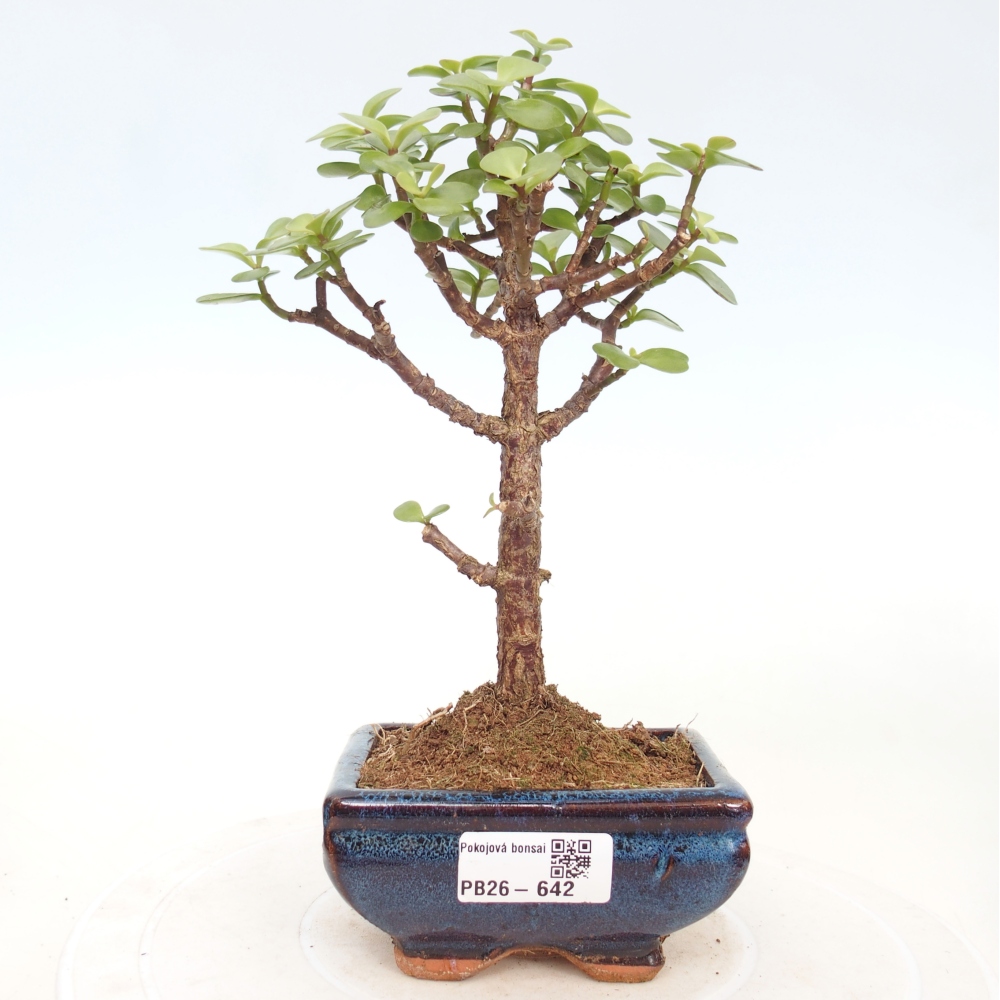 Zimmer Bonsai - Portulakaria Afra - Tlustice