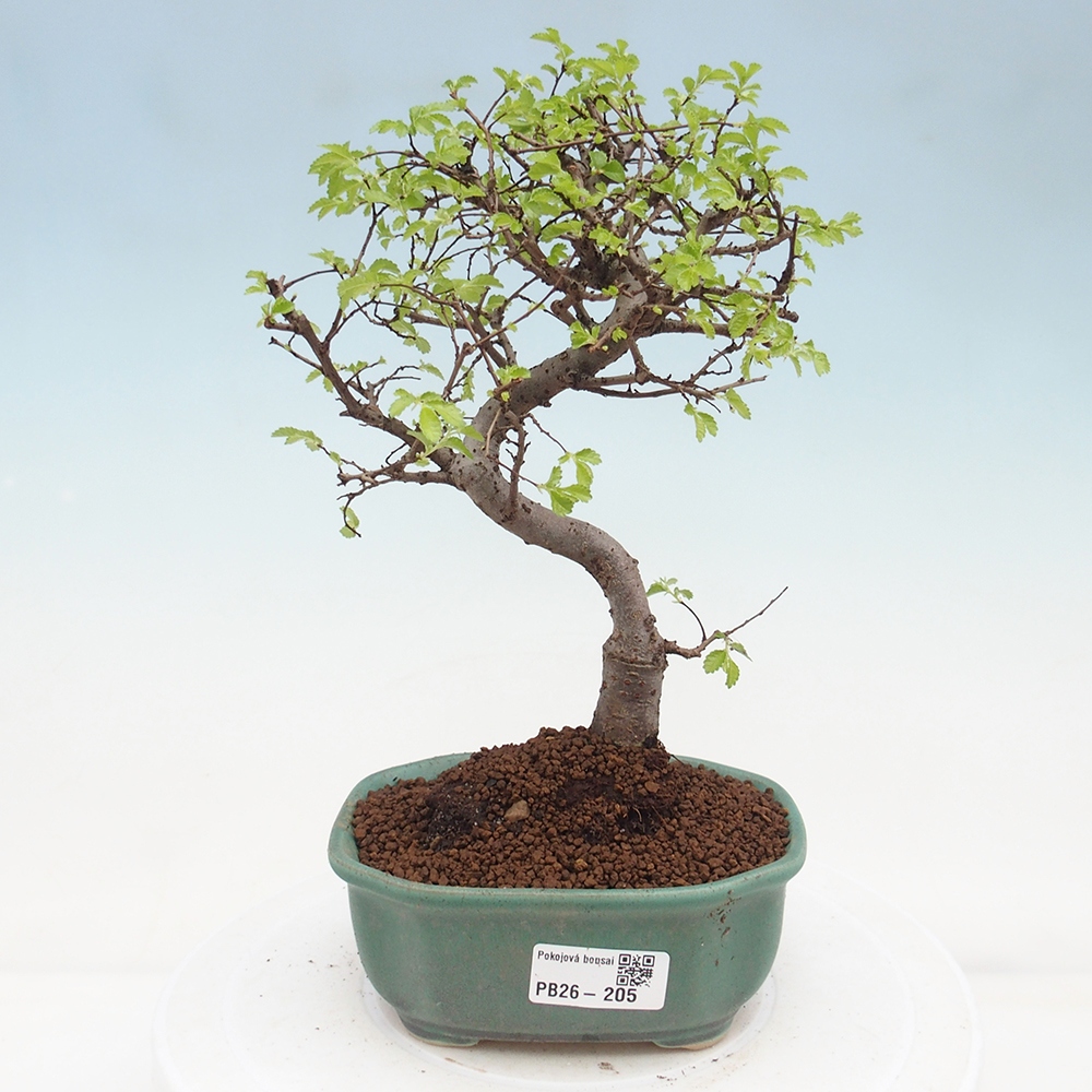 Zimmerbonsai - Ulmus parvifolia - Kleinblättrige Ulme