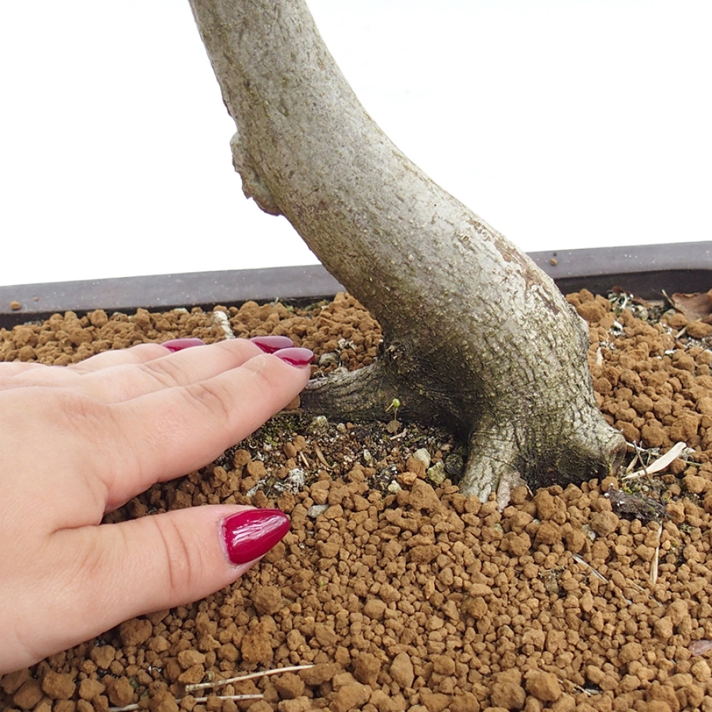 Bonsai im Freien - Hainbuche - Carpinus betulus