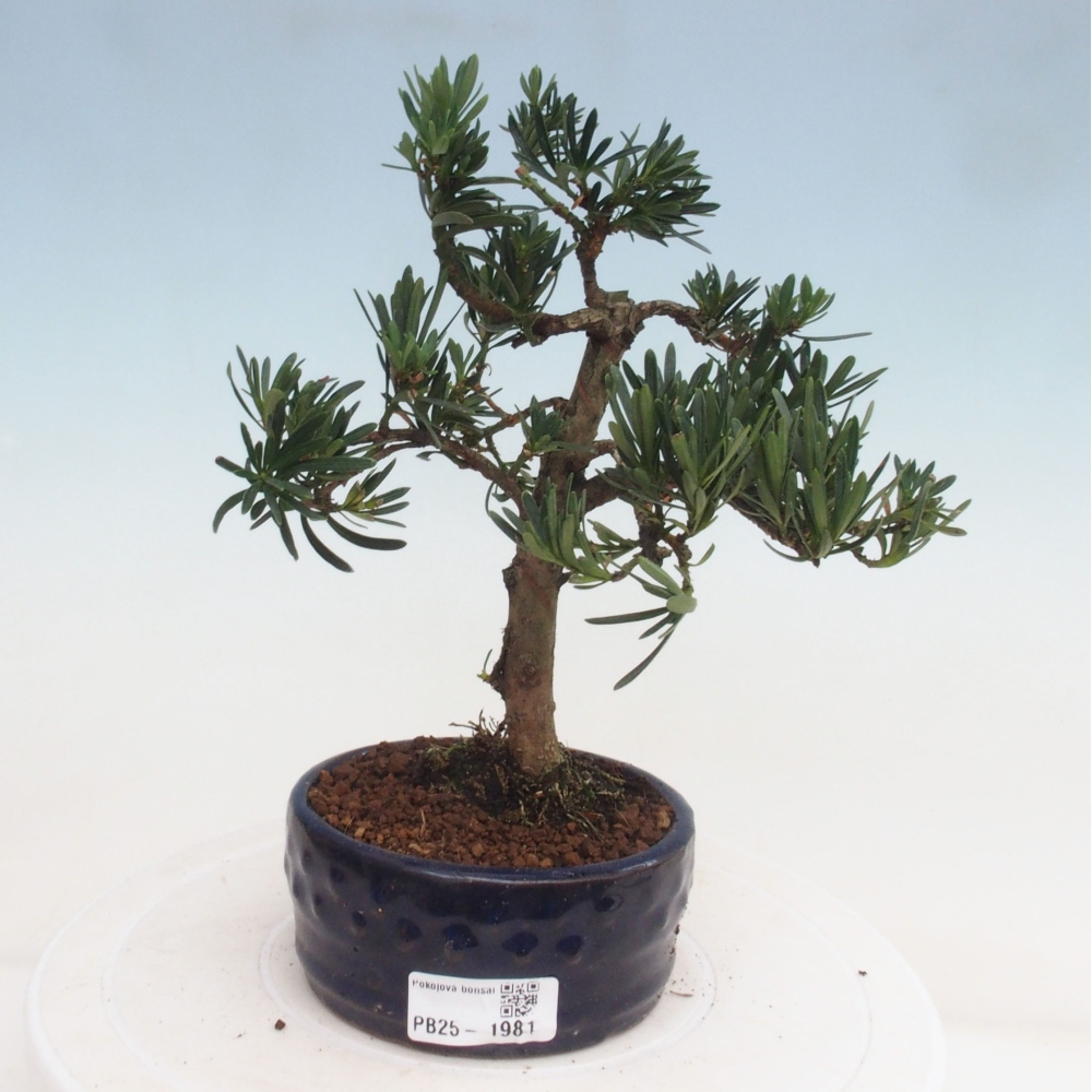 Indoor-Bonsai - Podocarpus - Stein tausend