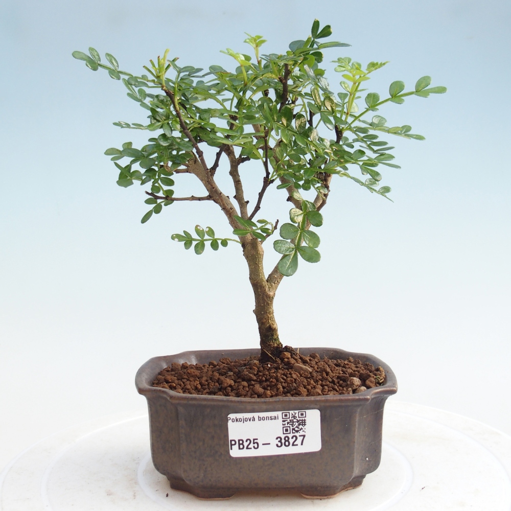 Zimmer Bonsai - Zantoxylum piperitum - Pfefferbaum PB220935