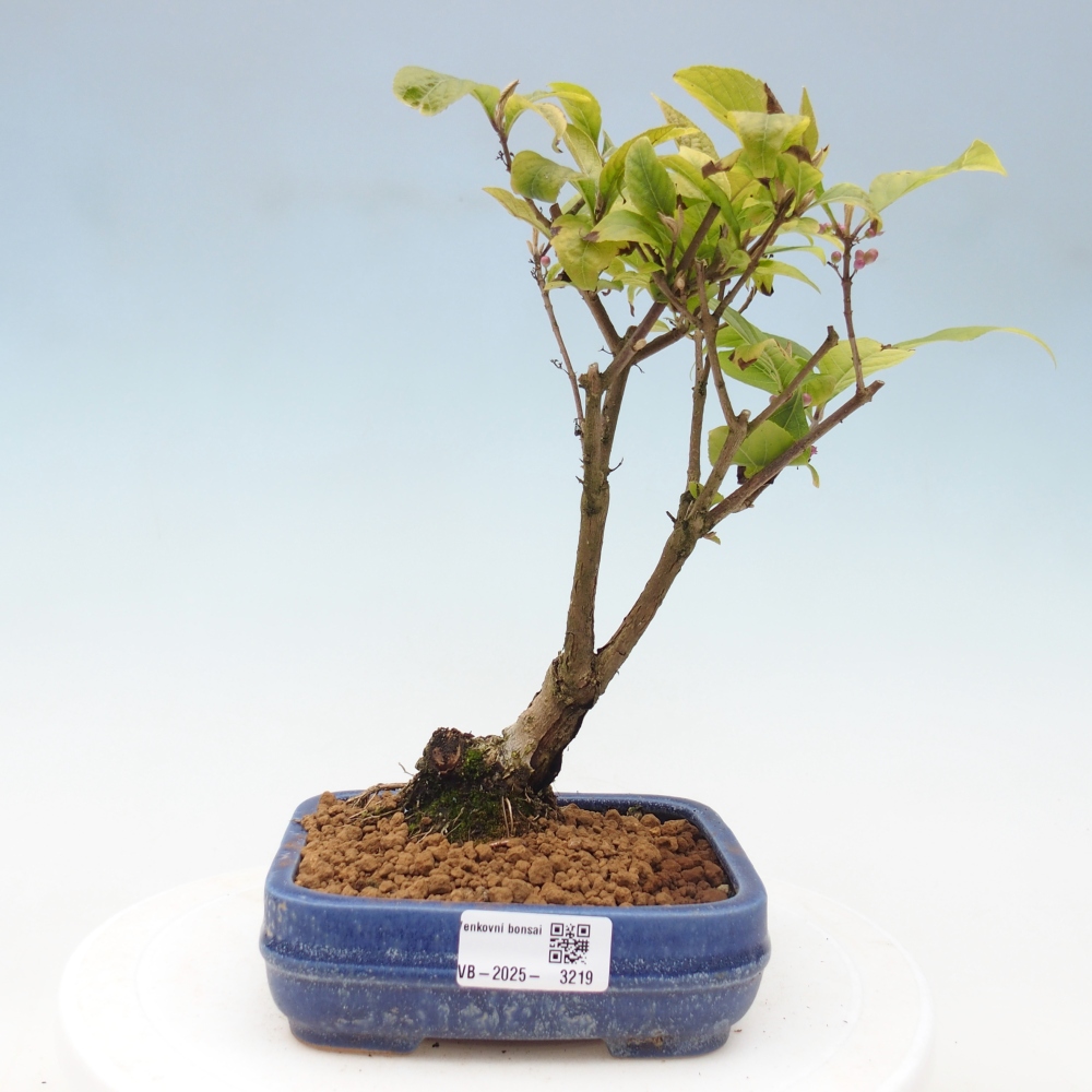 Bonsai im Freien - wunderschöne Pflanze - Callicarpa japonica