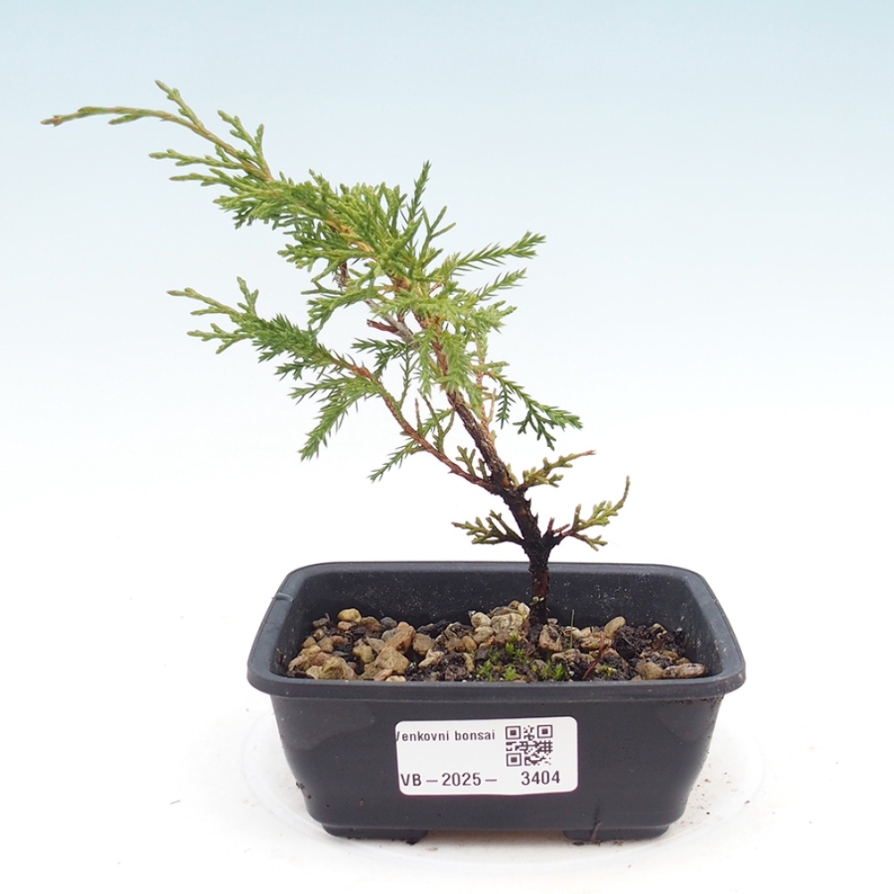 Bonsai für draußen - Juniperus chinensis Itoigawa