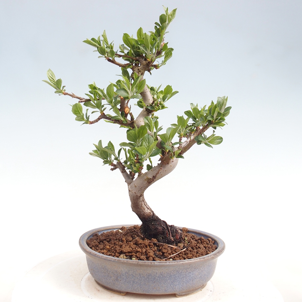 Outdoor Bonsai - Malus sargentii - Kleinfrüchtiger Apfelbaum