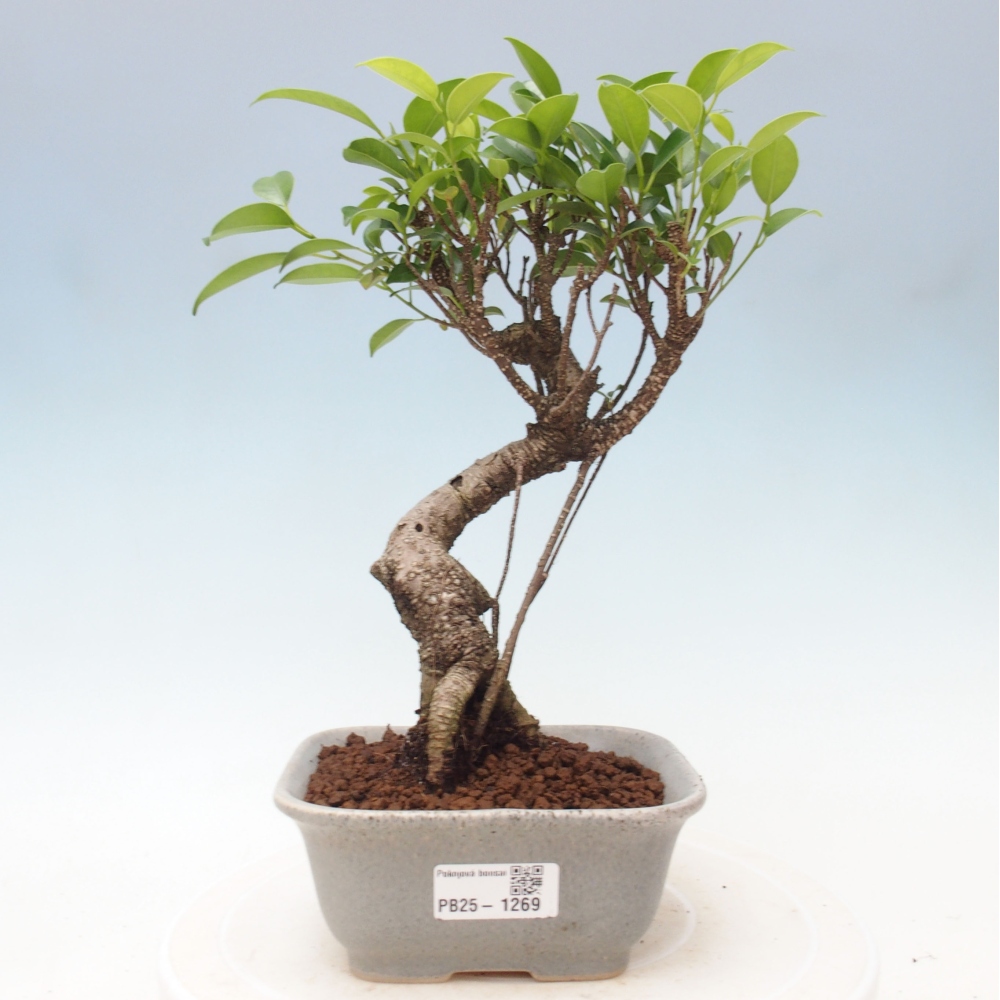 Zimmerbonsai - Ficus retusa - kleinblättriger Ficus