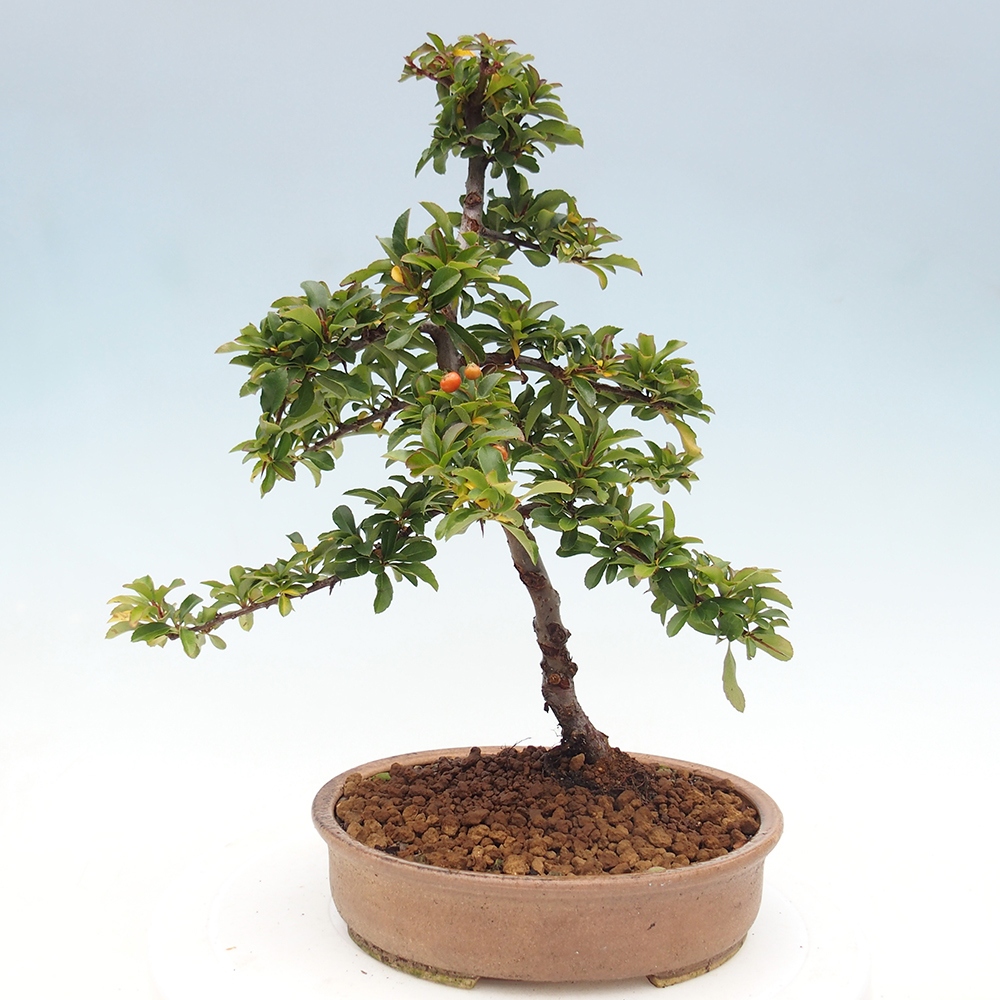 Outdoor Bonsai-Pyracanta Teton -Bäckerei
