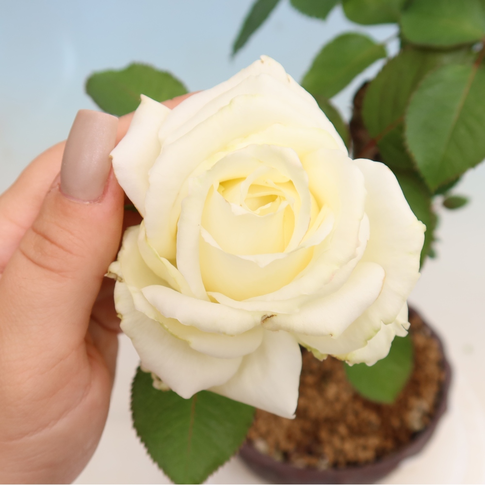 Bonsai für draußen - Rosa Kordes - Rose
