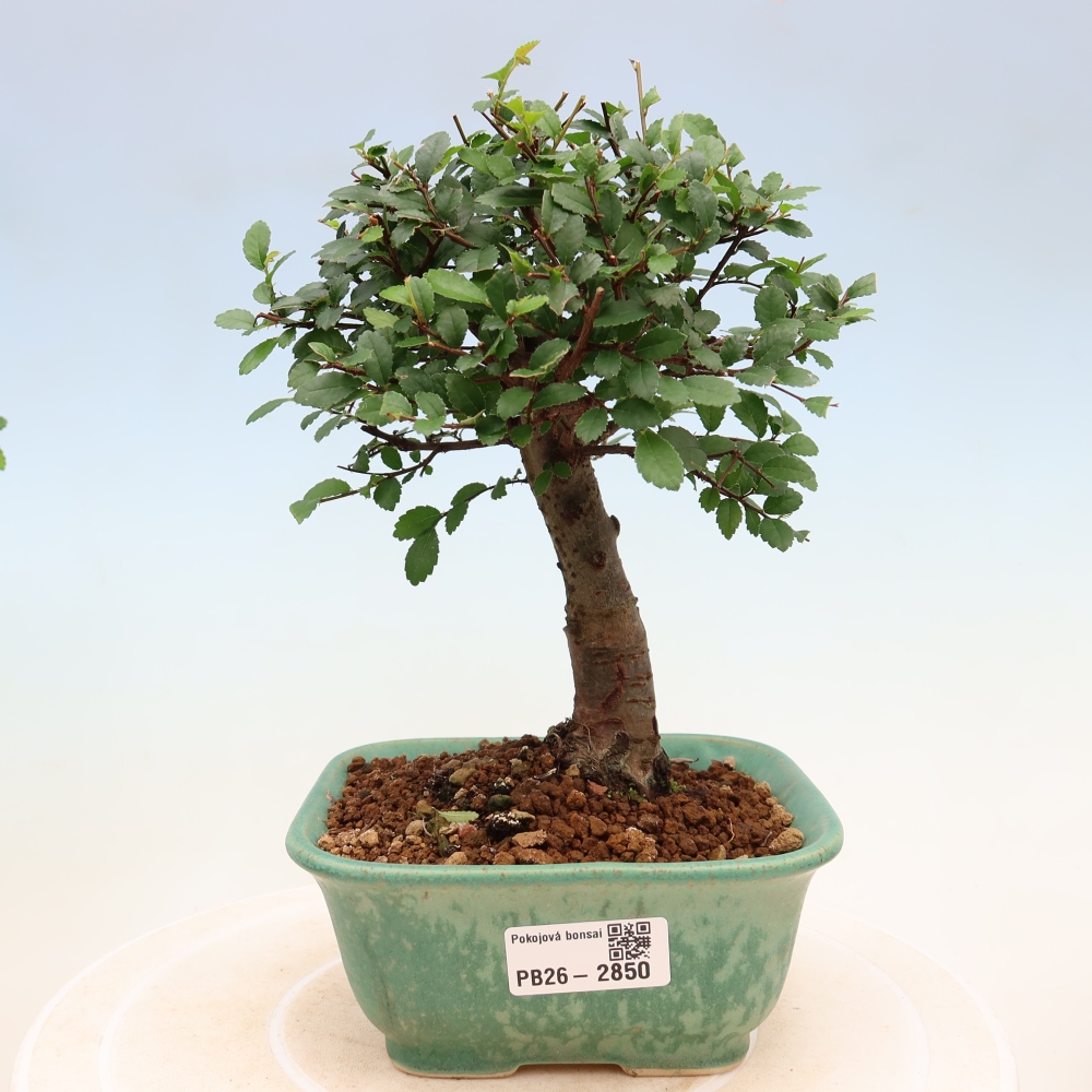 Zimmerbonsai - Ulmus parvifolia - Kleinblättrige Ulme