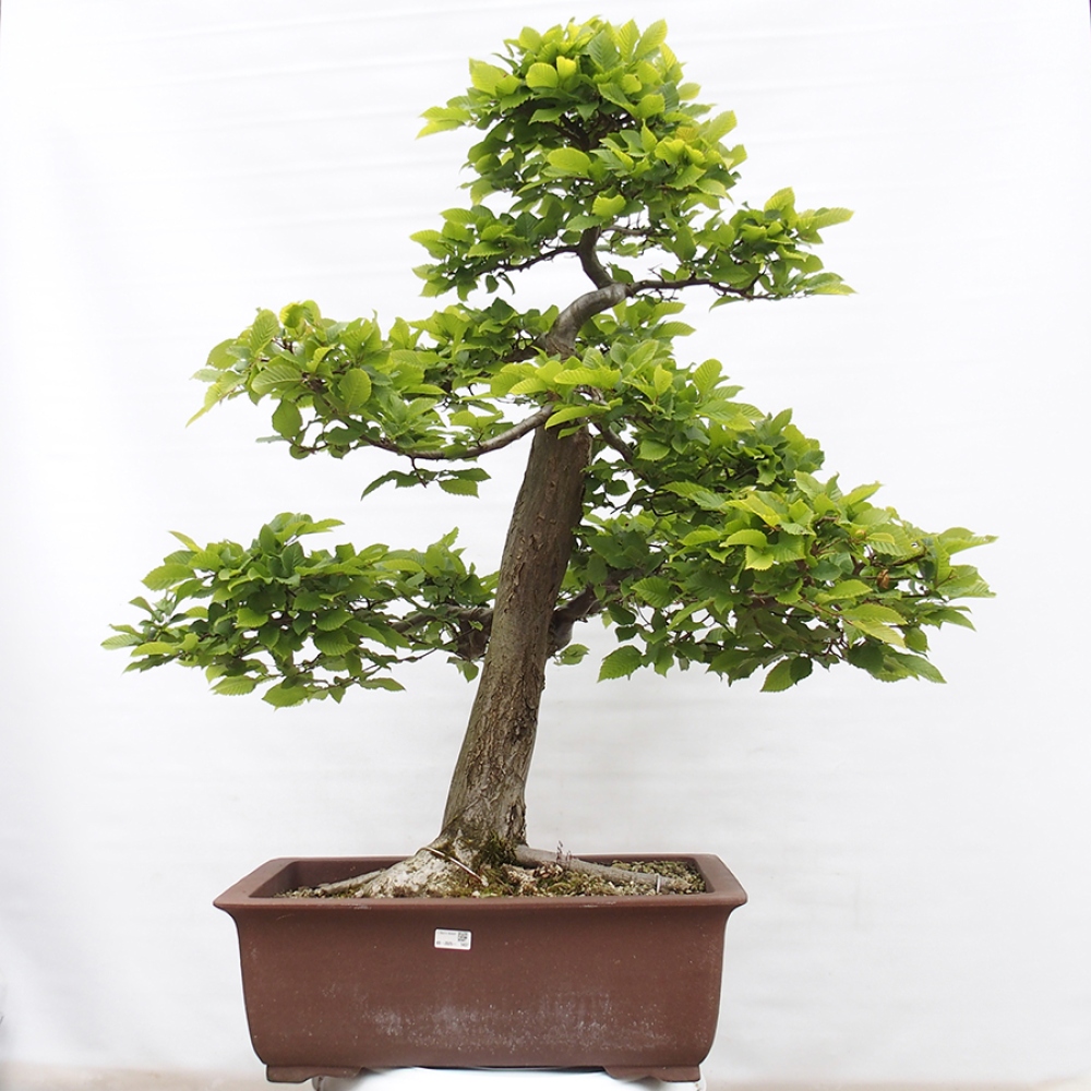 Bonsai im Freien - Hainbuche - Carpinus betulus