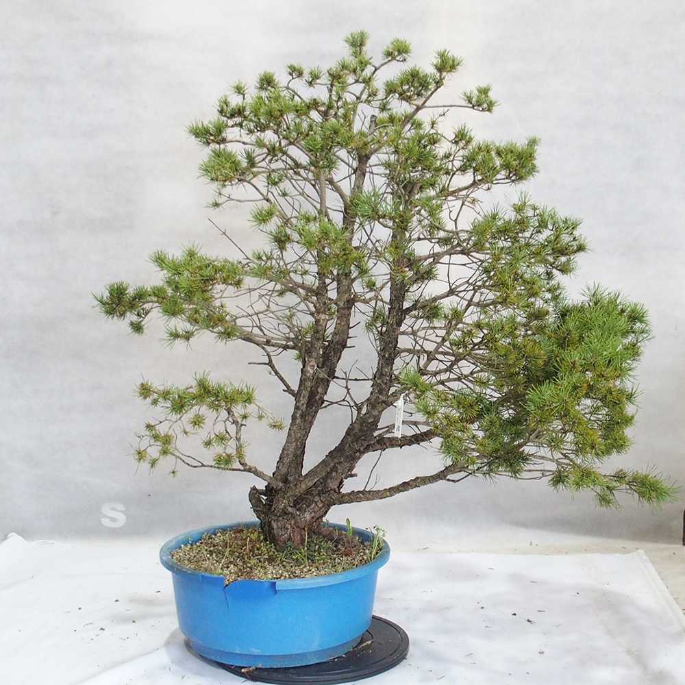 Yamadori - Pinus sylvestris 