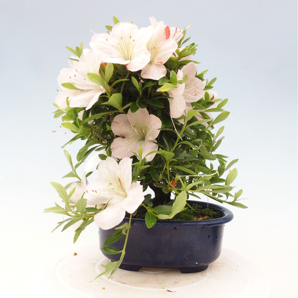 Bonsai im Freien - Japanische Azalee - Azalea Asazakura