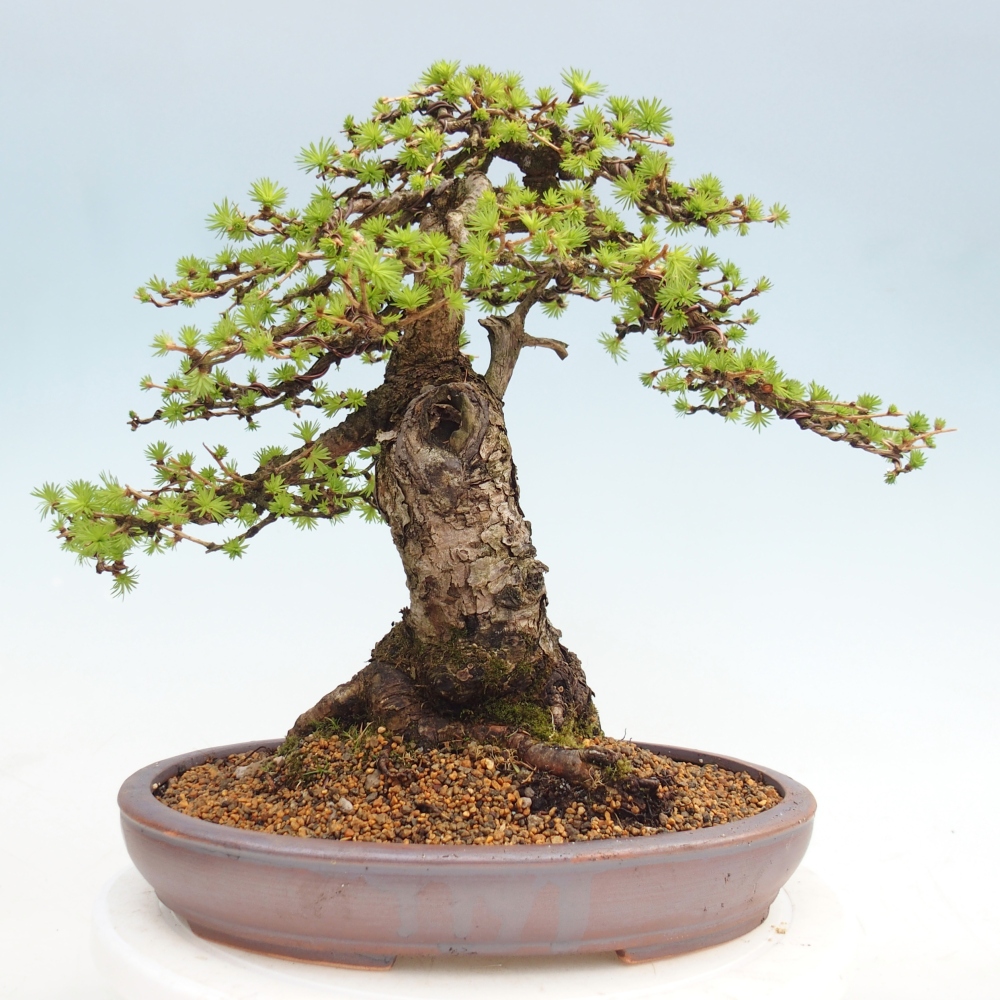 Bonsai für draußen -Larix decidua - Lärche